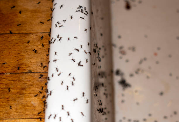 Best Ant Control Services  in Jersey City, NJ